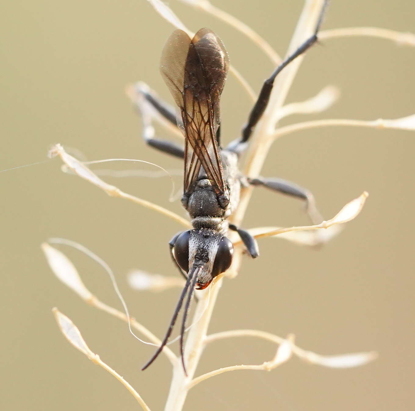 Image of Prionyx globosus (F. Smith 1856)