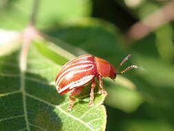 Слика од Blepharida (Blepharida) rhois (Forster 1771)