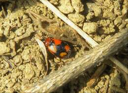 Image of Lebia (Lebia) cruxminor (Linnaeus 1758)