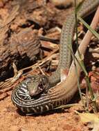 Слика од Psammophis notostictus Peters 1867