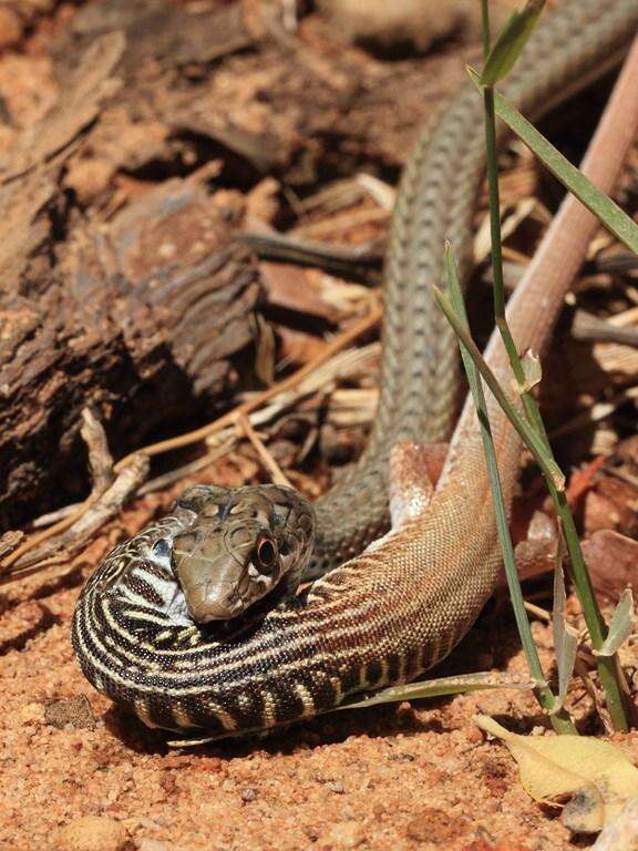 Imagem de Psammophis notostictus Peters 1867