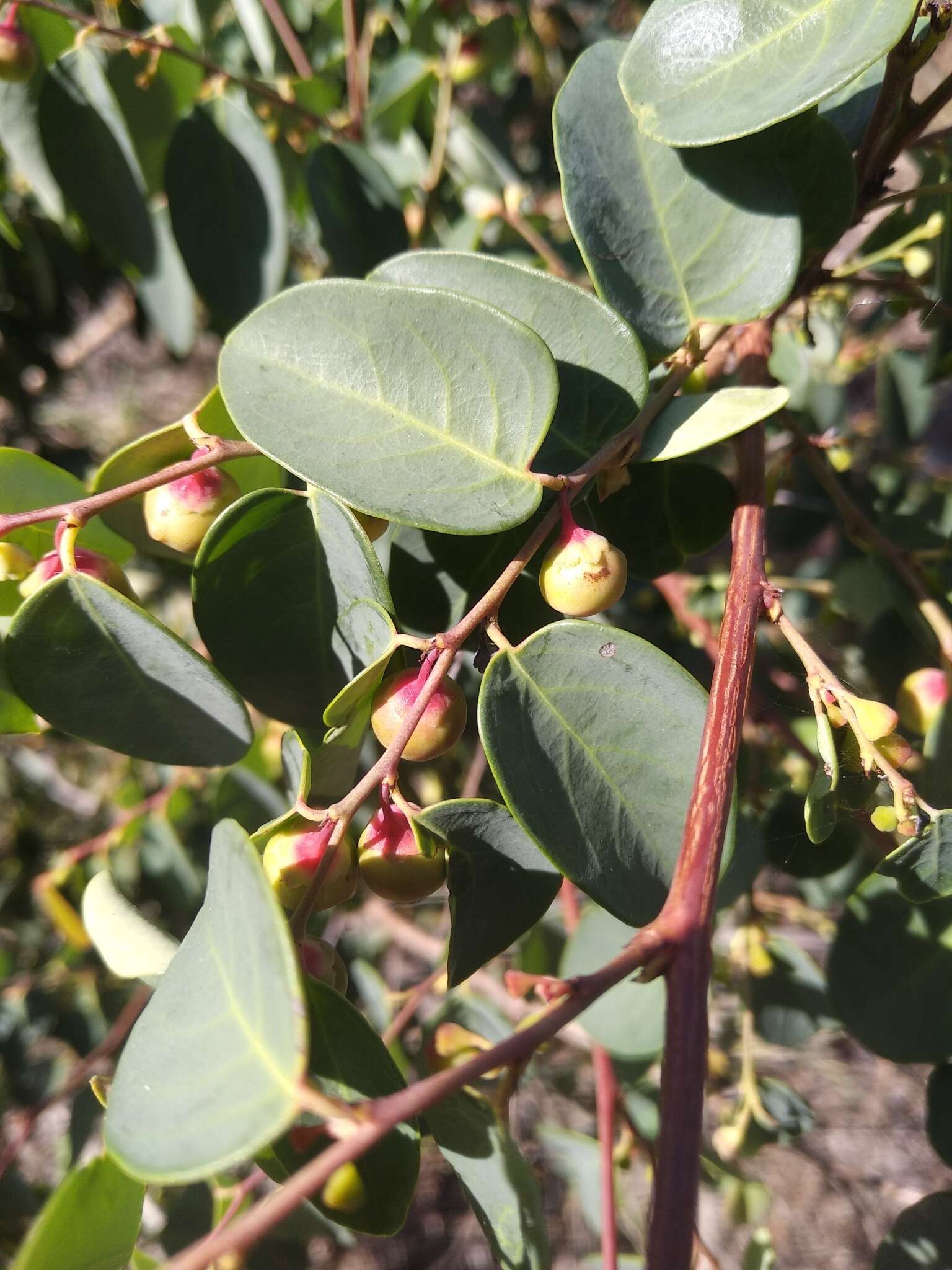 Image of Breynia oblongifolia (Müll. Arg.) Müll. Arg.