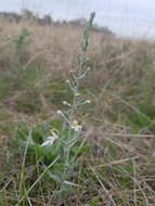 Image of Teucrium racemosum R. Br.