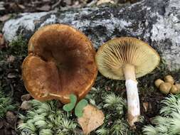 Image de Gymnopilus crociphyllus (Sacc.) Pegler 1965