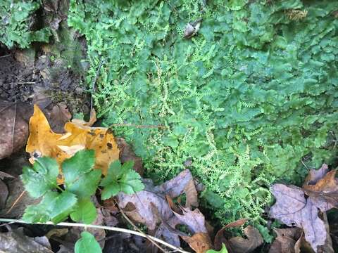 Image de Selaginella eclipes Buck