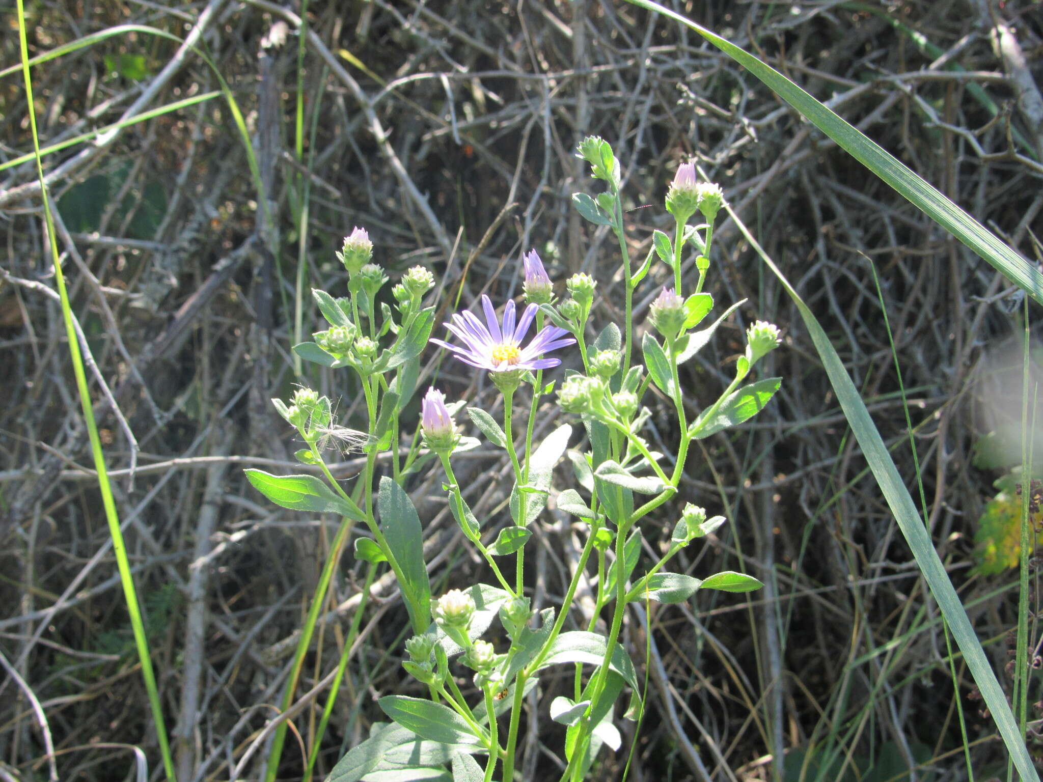 Plancia ëd Aster amellus subsp. bessarabicus (Rchb.) Soó