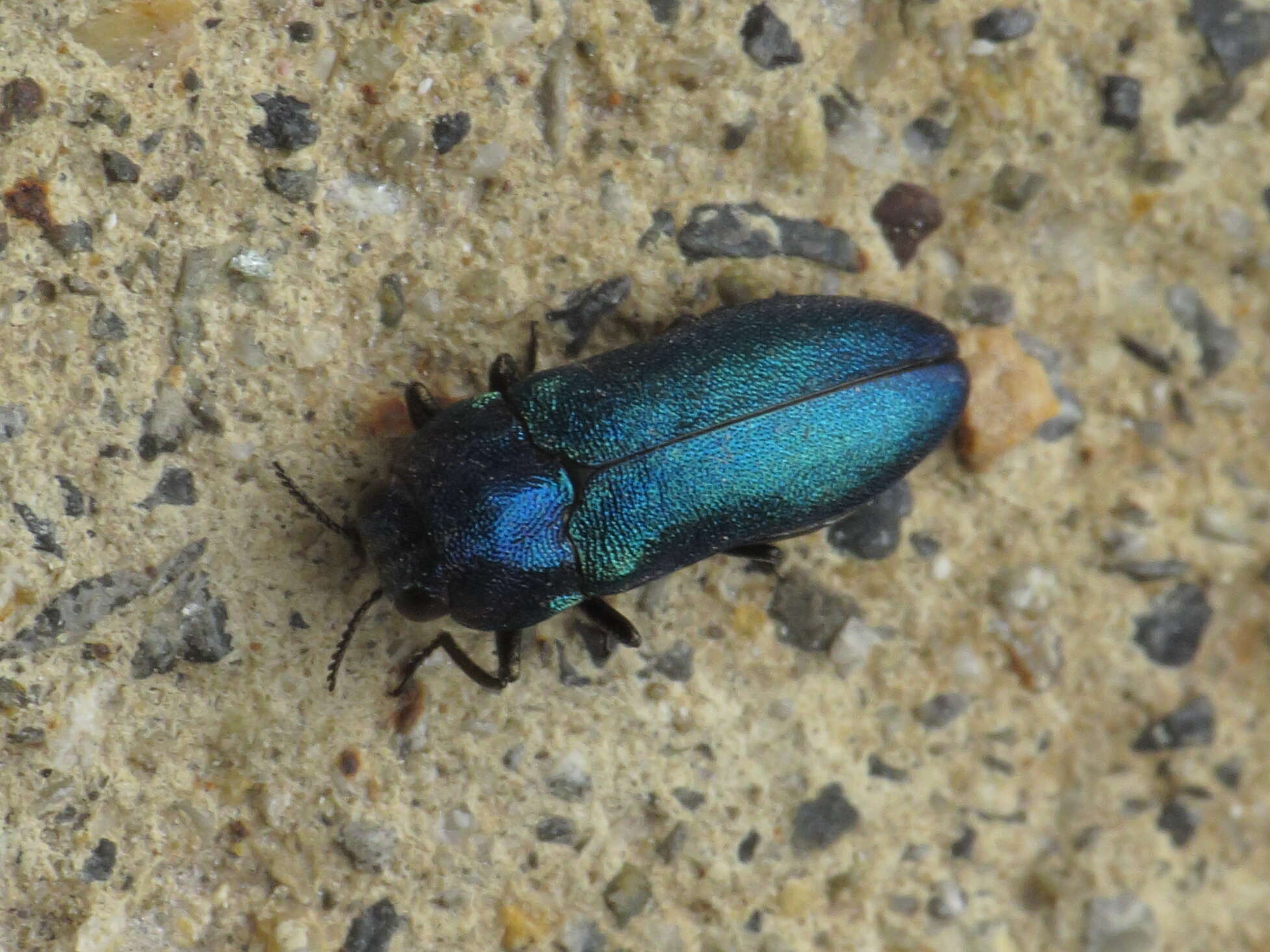 Image of Meliboeus amethystinus (Olivier 1790)