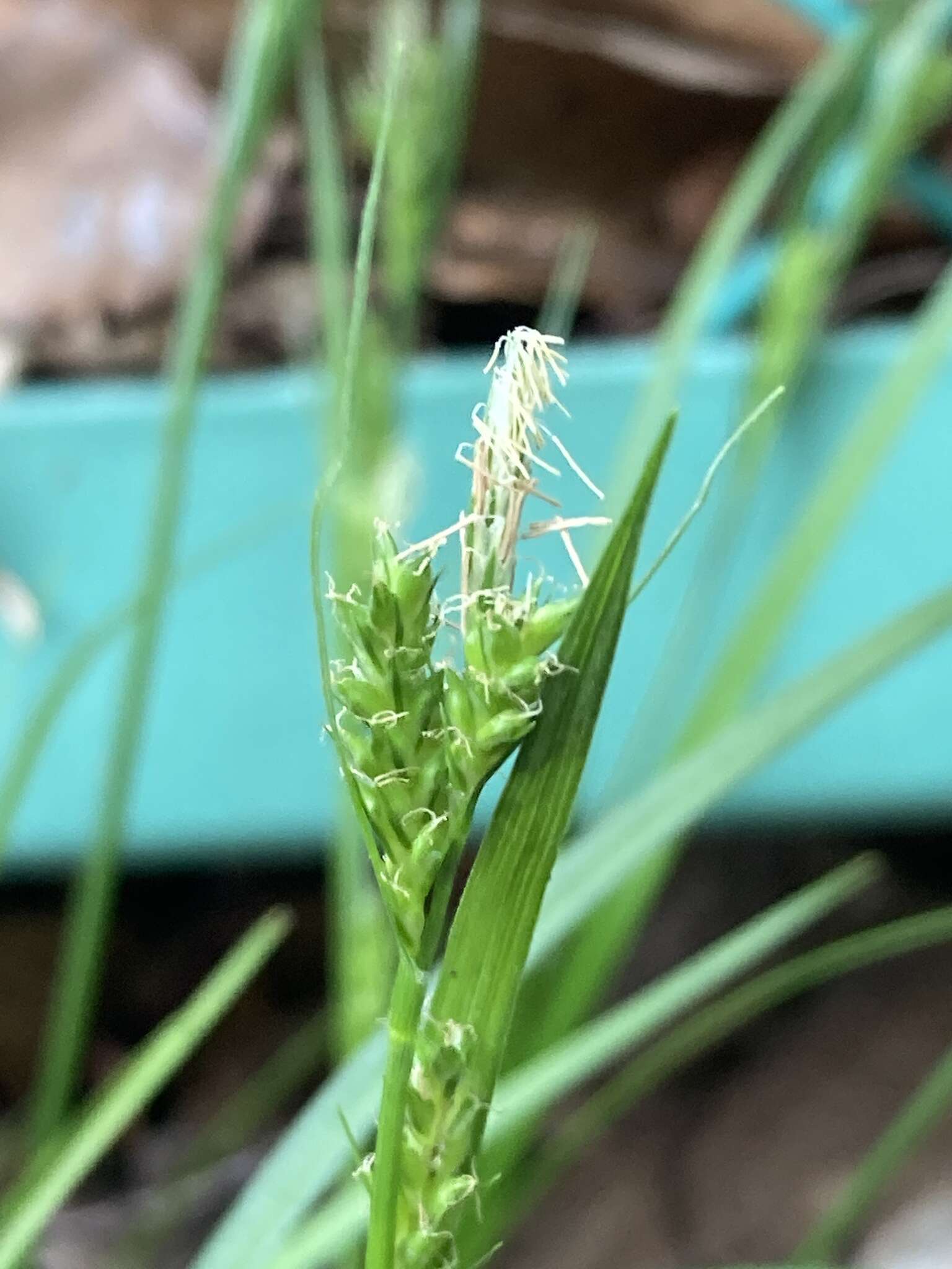 Image of Carex breviculmis var. breviculmis