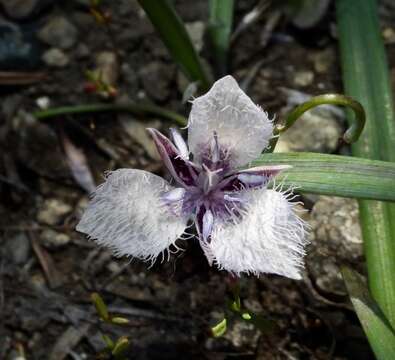 Image of beavertail grass