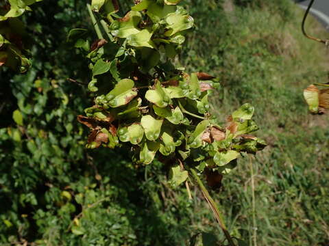 Serjania lucida Schumach. resmi