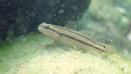 Image of Shimofuri Goby