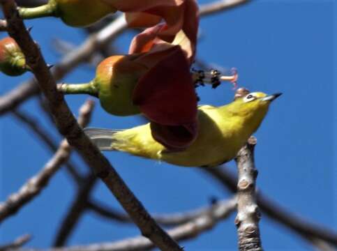 Imagem de Zosterops luteus Gould 1843