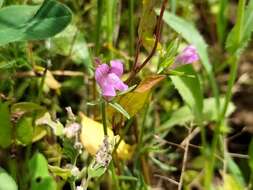 Image of Misopates orontium subsp. orontium