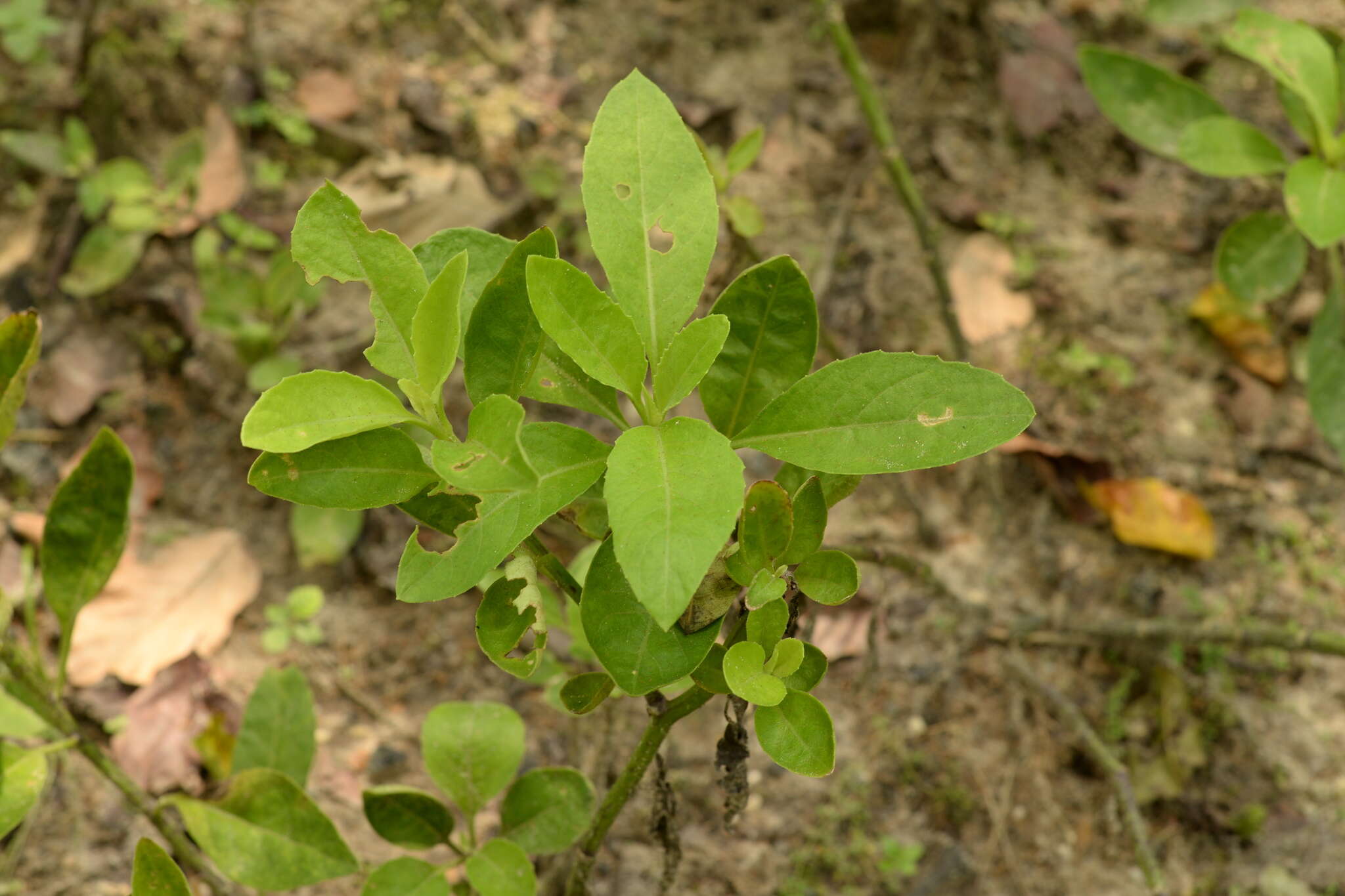 Image of Gynura procumbens (Lour.) Merr.