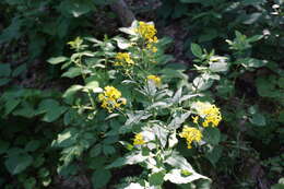 Image of Erysimum aureum M. Bieb.