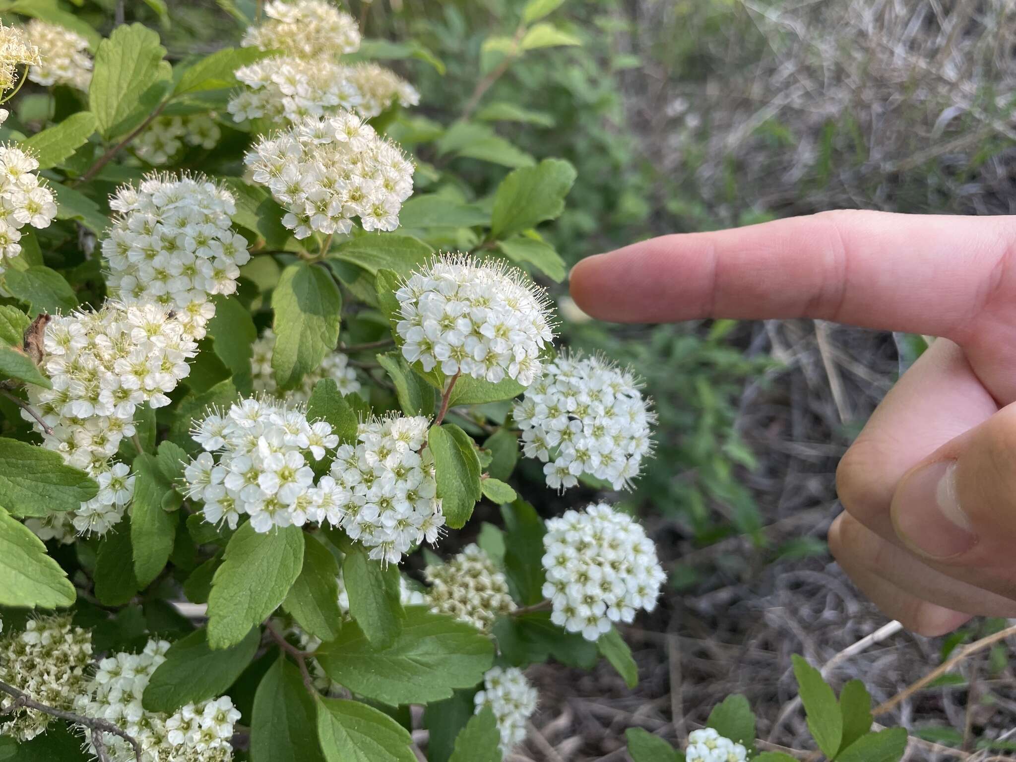 Image of Spiraea pubescens Turcz.