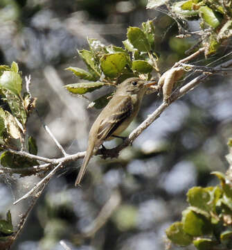 Image of Willow Flycatcher