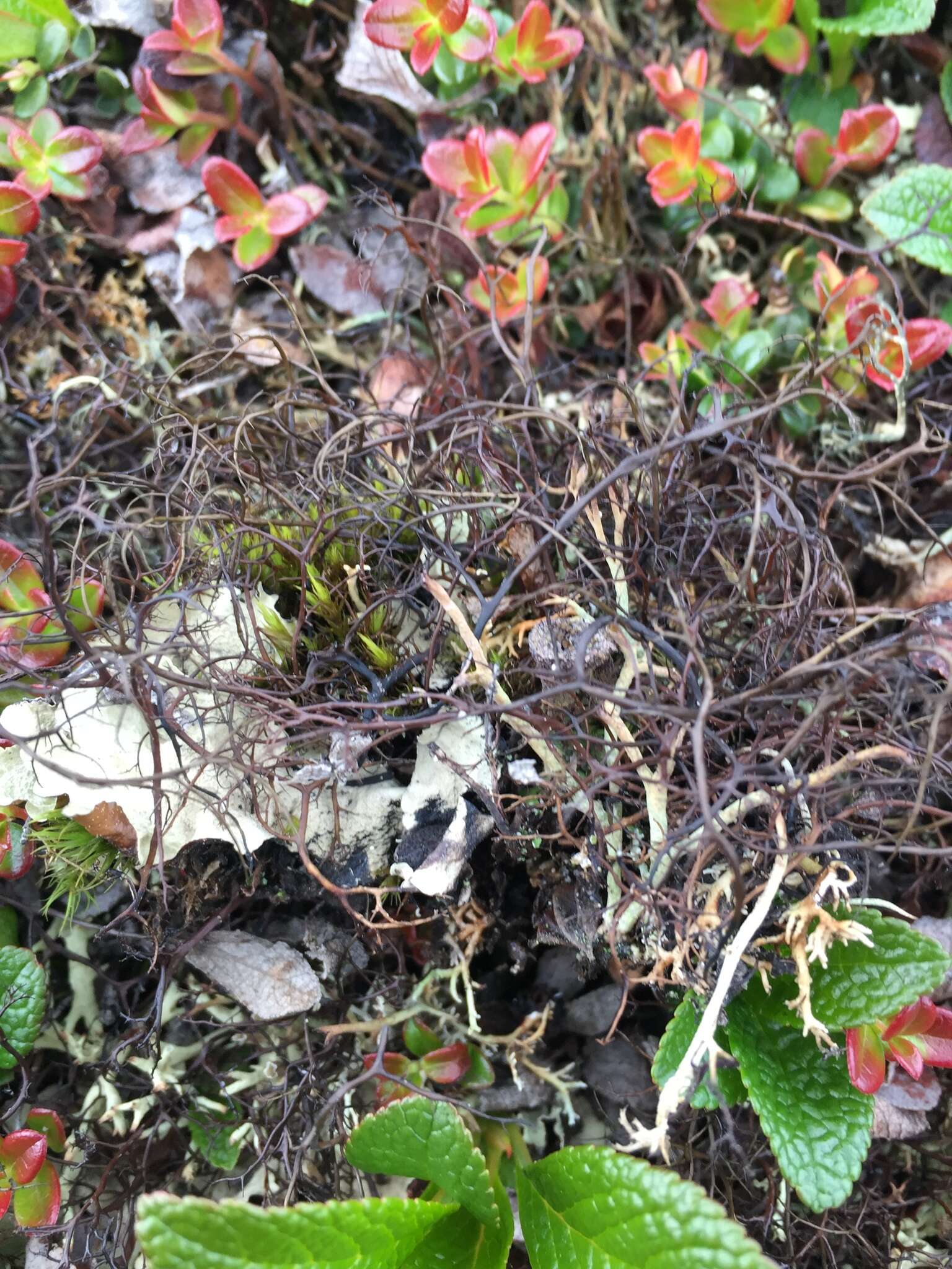 Image of witch's hair lichen