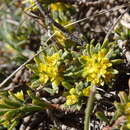 Image of Thymelaea tinctoria subsp. nivalis (Ramond) K. Tan