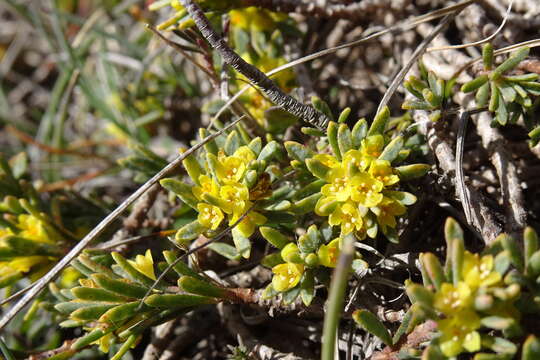 Слика од Thymelaea tinctoria (Pourr.) Endl.