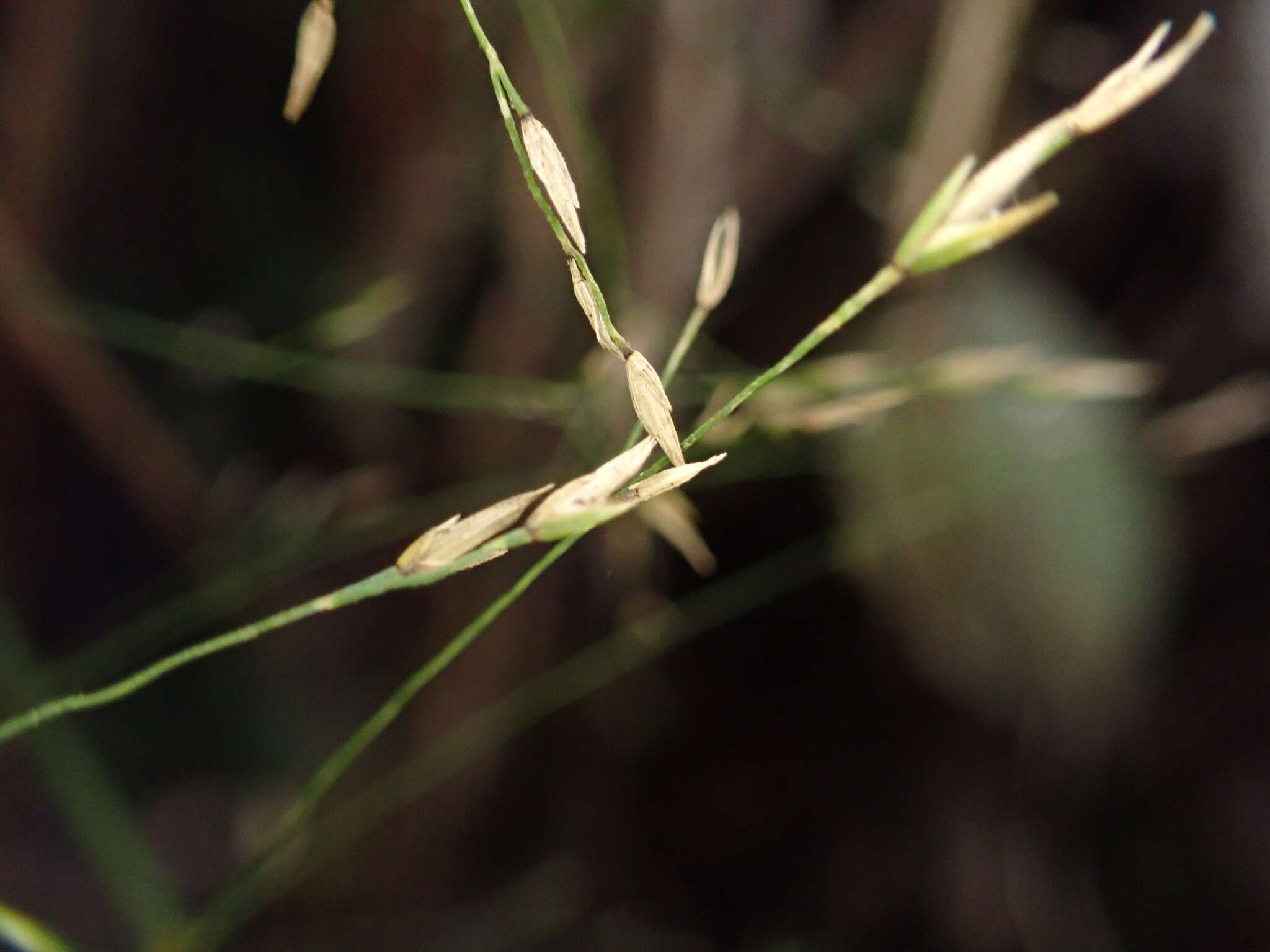 Image of Hawaii Blue Grass