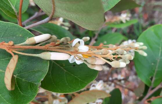 Image of Styrax ferrugineus Nees & Mart.