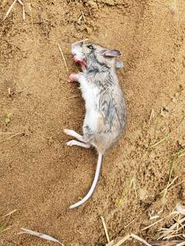 Image of <i>Peromyscus maniculatus bairdii</i>