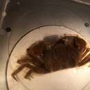 Image of California burrowing crab