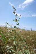 Image of Althaea × taurinensis