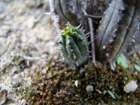 Слика од Euphorbia nesemannii R. A. Dyer