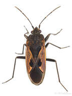 Image of Rhyparochromus (Rhyparochromus) phoeniceus (Rossi 1794)