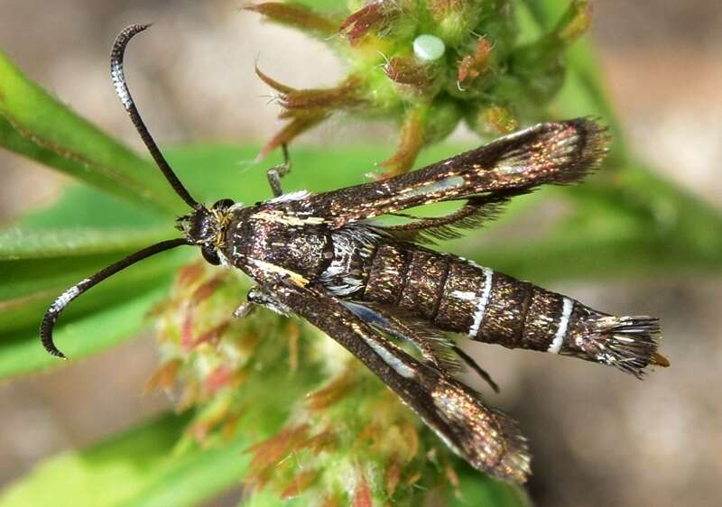 صورة Pyropteron leucomelaenum (Zeller 1847)