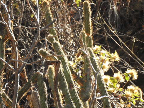 Plancia ëd Cleistocactus parviflorus (K. Schum.) Rol.-Goss.