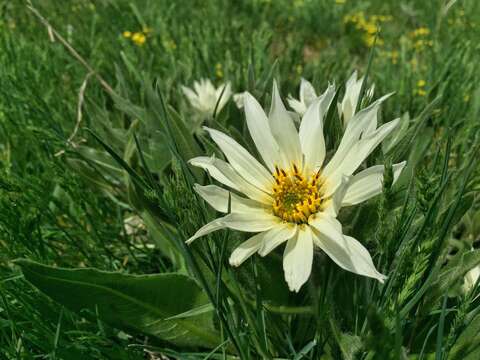 Image of White-Ray Mule's-Ears