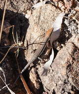 Image of Lined Rainbow-skink