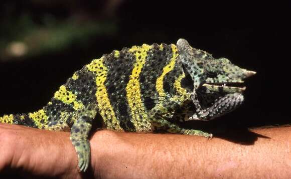 Image of Giant One-Horned Chameleon