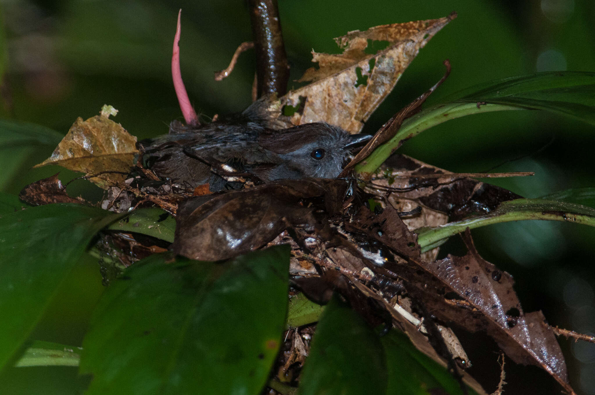 Image of Ash-throated Gnateater