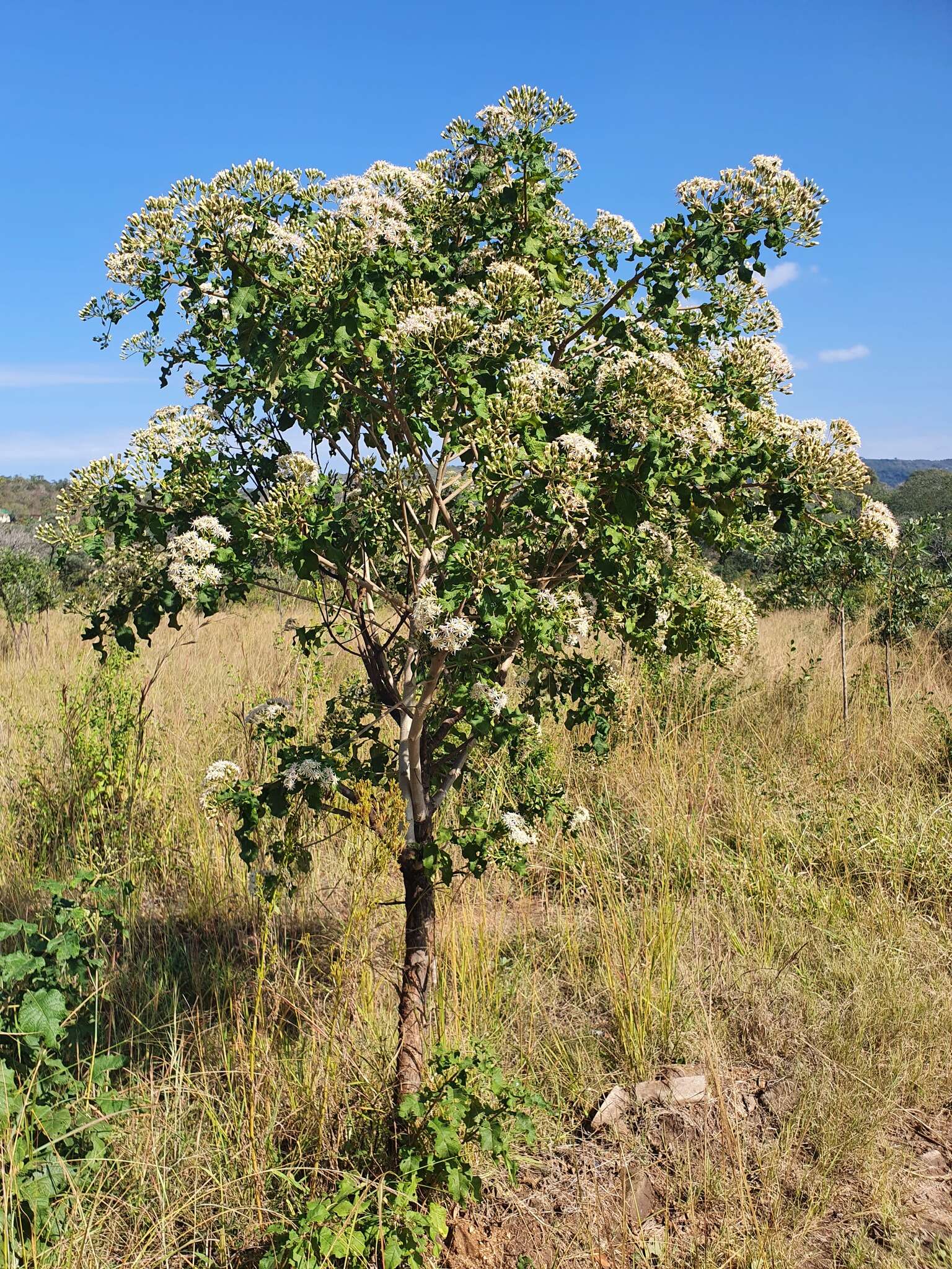 Image of Lowveld veronia