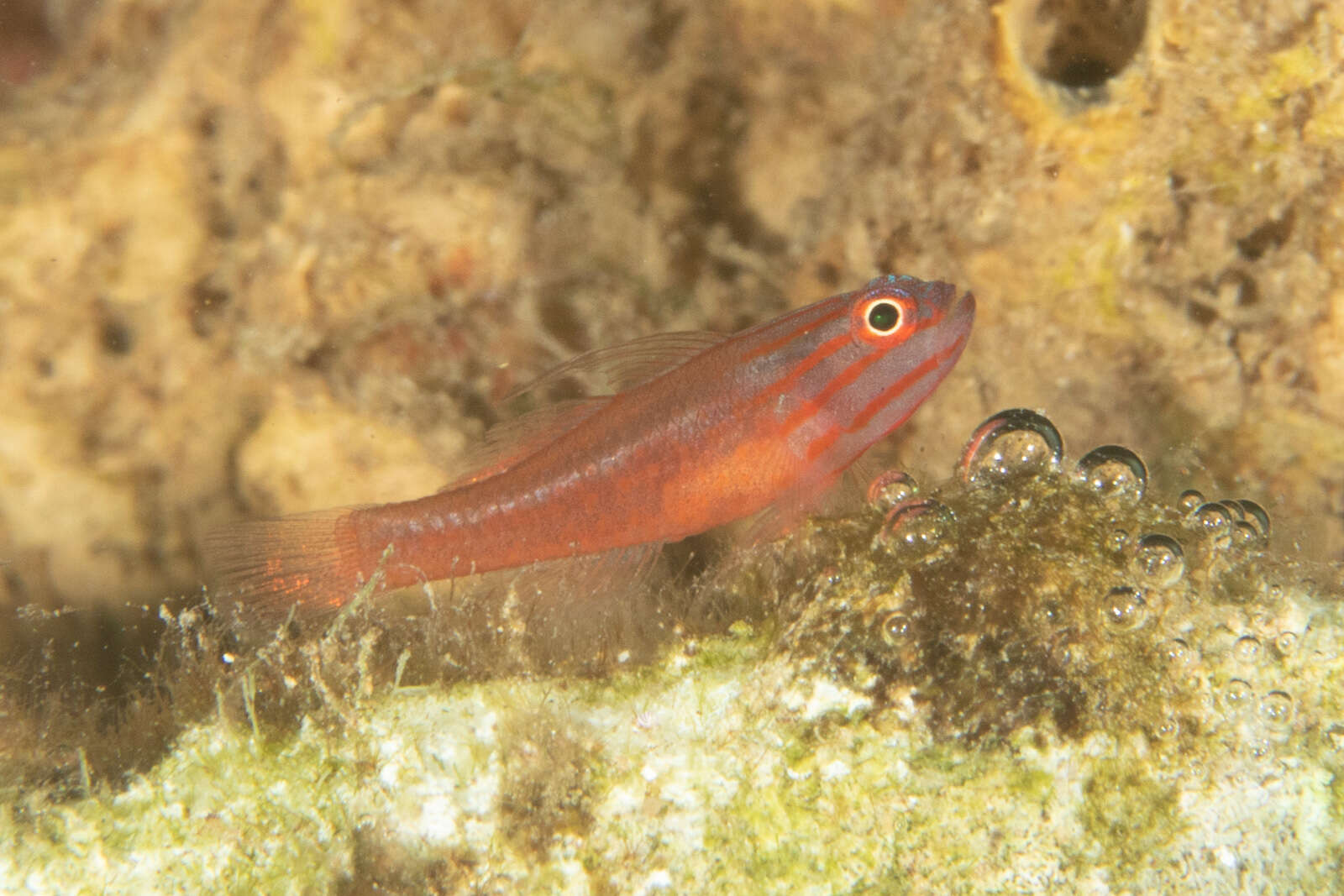 Image of Stripehead dwarfgoby