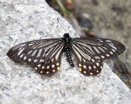 Image of <i>Papilio epycides</i>