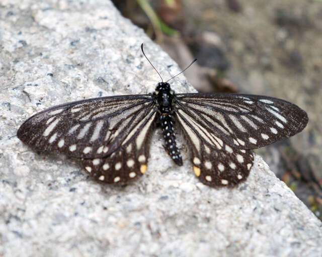 Image of <i>Papilio epycides melanoleucus</i>