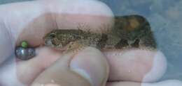 Image of Banded Sculpin