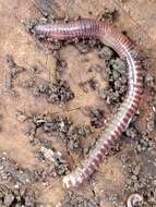 Image of Red wiggler, manure worm, soilution worm, brandling worm, english redworm