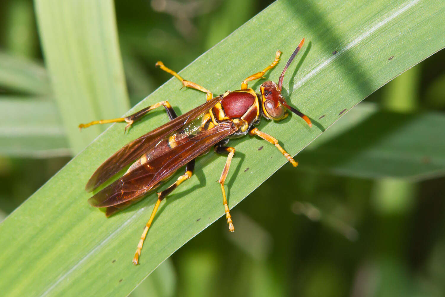 Image of Polistes instabilis de Saussure 1853