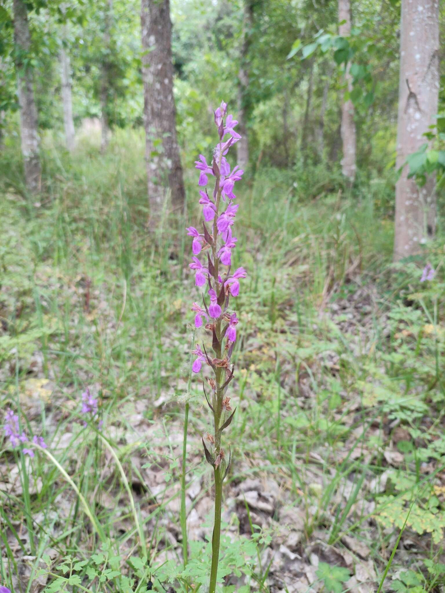 Image of Dactylorhiza elata subsp. sesquipedalis (Willd.) Soó