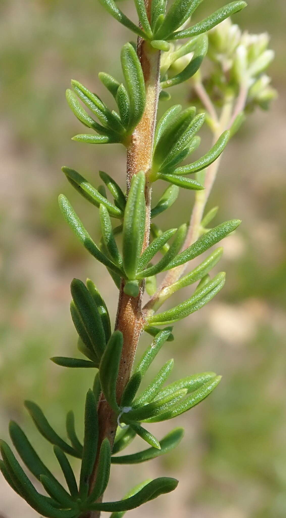 Image of Selago corymbosa L.