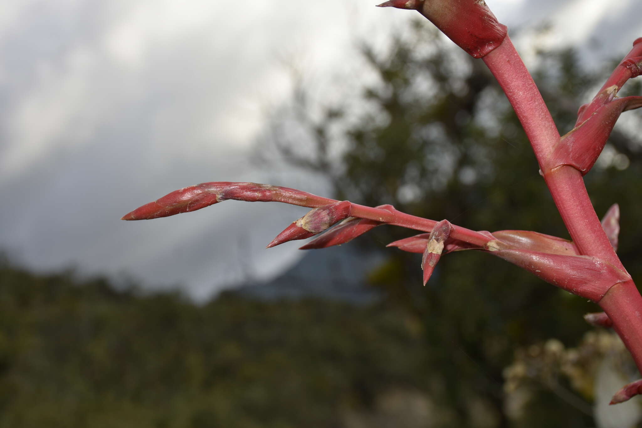 Image of Tillandsia tovarensis Mez