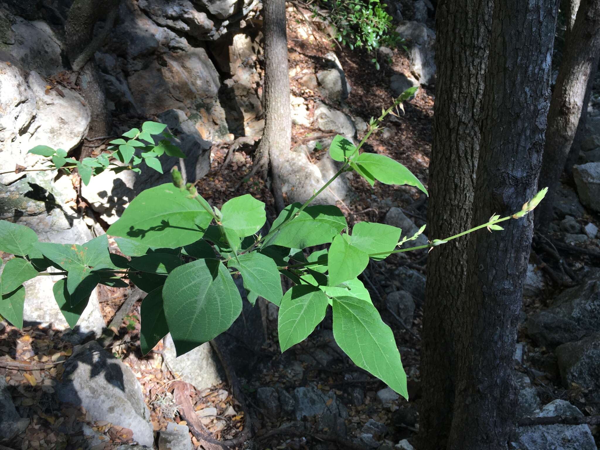 Image of Lindheimer's ticktrefoil