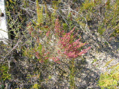 Image of Erica puberuliflora E. G. H. Oliver