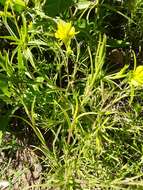 Image of Tolmie's owl's-clover